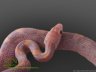 Hypomelanistic Plasma - 